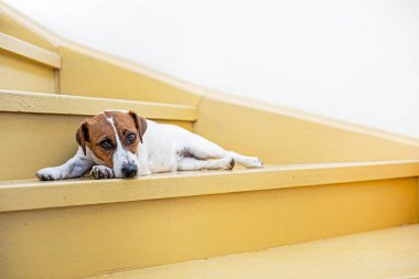  Russell Terrier köpeği meşe ağacının üzerine uzanır. Evdeki merdivenleri boyar ve güneşlenir.