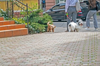 İki köpekle yürüme tecrübesi, şehirde halka açık yerlerde rulet oynayan evcil hayvanlar.