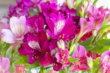 pembe Alstroemeria çiçekleri yakın plan.
