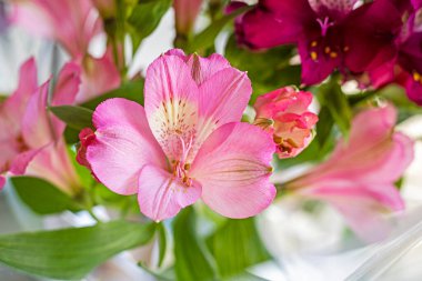 Narin pembe Alstroemeria çiçekleri yakın plan.
