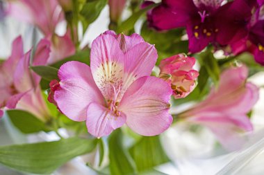 Narin pembe Alstroemeria çiçekleri yakın plan.