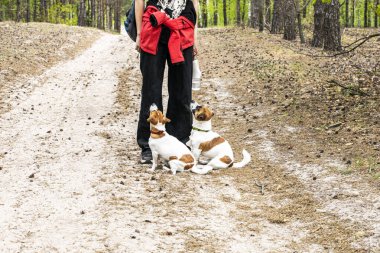 Jack Russell Terrier 'ın yanındaki takım yürüyüşe çıktı. Evcil hayvan cynolojisinin eğitimi ve eğitimi