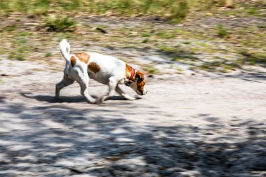 Jack Russell Terrier ormanda tilkinin izine saldırdı. Köpeğin avlanma ve çalışma becerileri.