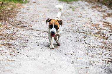 Güzel safkan köpek Jack Russell Ormanın Teriyeri