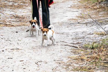 Evcil köpekler Jack Russell Terrier 'ın tasmasını ormanda bir kızla yürüyüşe çıkarmış. Dışarıda köpek gezdirme adabı.