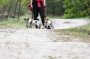 Jack Russell Teriyerleri ormanda yürürken bir kızla tasmalı, açık havada yürüyüş adabını vurguluyor.: