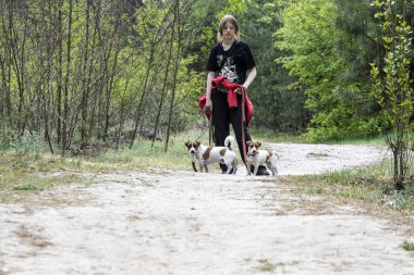 Jack Russell Teriyerleri ormanda yürürken bir kızla tasmalı, açık havada yürüyüş adabını vurguluyor.: