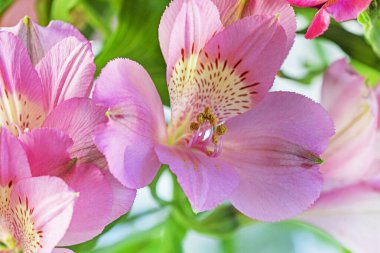 Pembe çiçekler Perulu zambak alstroemeria yakın plan