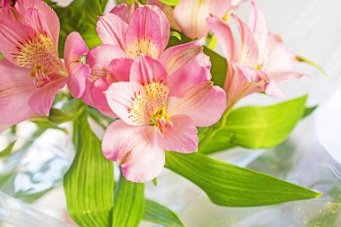 Pembe çiçekler Perulu zambak alstroemeria yakın plan