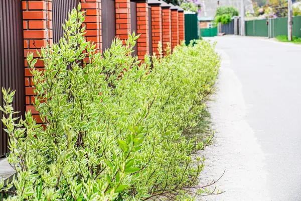 Dekoratif ahşap çit boyunca dikildi. Peyzaj tasarımı