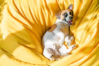 Komik Jack Russell Terrier güneşte sarı perukta dinleniyor.