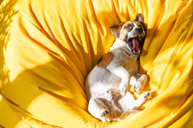 Komik Jack Russell Terrier güneş ışınlarının altındaki sarı perukta dinleniyor.