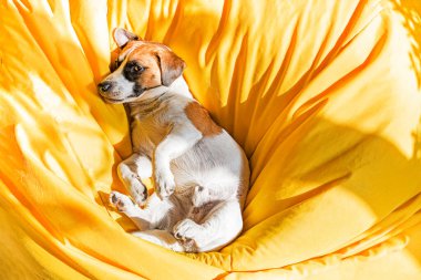 Komik Jack Russell Terrier güneş ışınlarının altındaki sarı perukta dinleniyor.