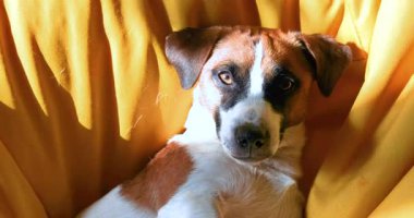 Köpek Jack Russell Terrier sarı çerçevesiz bir sandalyede güneşleniyor..