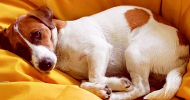 Sevimli köpek Jack Russell Terrier güneşte beyaz bir puf üzerinde dinleniyor.