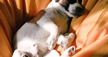 Komik Jack Russell Terrier sarı çerçevesiz bir sandalyede güneşleniyor.