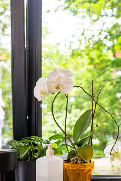 İç taraftaki pencere pervazında çiçek açan beyaz orkide. Ev konforu