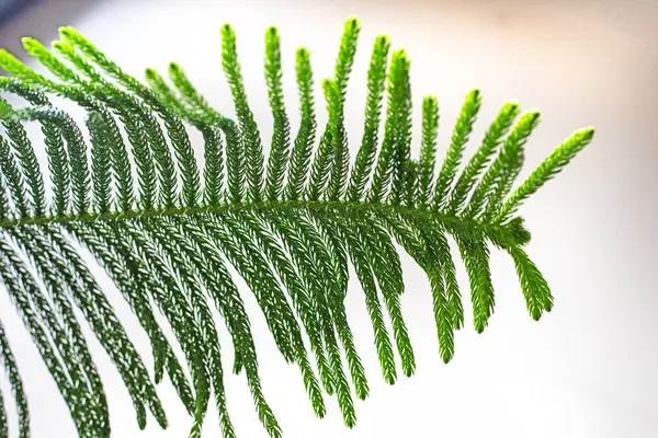 İntere 'de hafif bir arkaplan üzerinde palmiye yaprağı