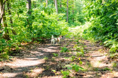İki Jack Russell Terrier köpeği bir orman yolunda emir veriyorlar. Köpek eğitimi ve eğitimi