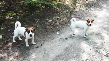İki jack rachelle terrier köpeği bir orman yolunda emirlerini bekliyor. Köpek eğitimi ve egzersizi