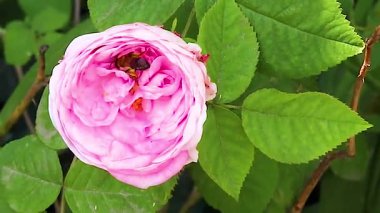 Pembe gül çiçekli yaşlı arı gün boyunca