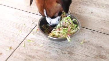 Jack Russell Terrier et kasesinden gri lahana parçalarını topluyor.