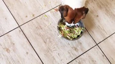 Jack Russell Terrier et ve sebzelerle dolu bir kasede et parçaları topluyor. Doğal beslenme..