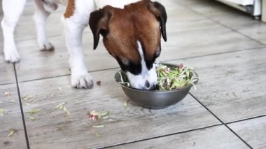 Jack Russell Terrier çiğ et ve sebzeye rendelenmiş kabak tükürür. Evcil hayvanlar için doğal beslenme.