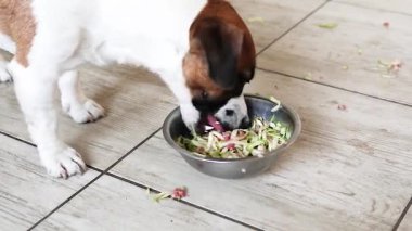 Russell Terrier et ve kabak dolu bir kasede et parçaları topluyor. Doğal beslenme.