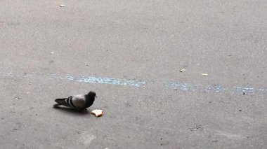 güvercin asfaltta bir parça beyaz ekmek gagalıyor.