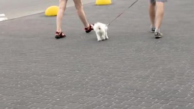 Halka açık bir yerde rulette yürümek Maltipoo soyundan bir köpeğin evcil hayvanıdır.