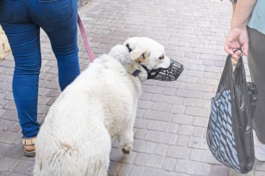 pet dog labrador in a muzzle. Rules for walking dogs in the city