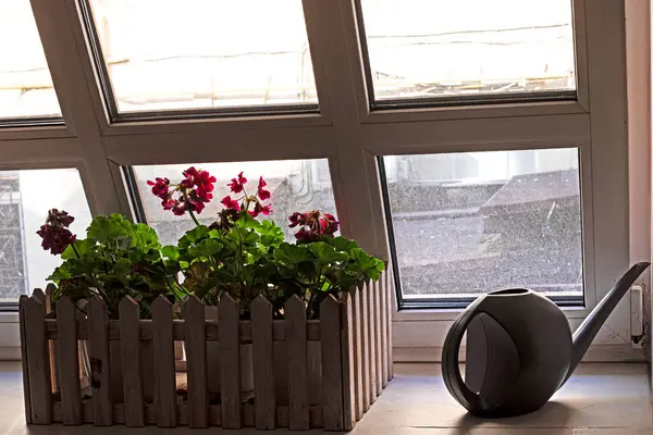 kırmızı sardunya çiçeği pencerenin kenarındaki cam kenarında şık bir tencerede bir sulama kutusuyla. Evdeki çiçeklerle ilgilenmek.