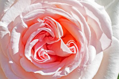 Bahçede çiçek açan pembe gül çiçekleri. Büyüyen ve üreyen güller