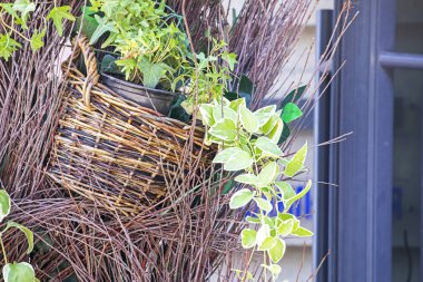 Çim filizi ve dekoratif sepetteki diğer bitkiler.