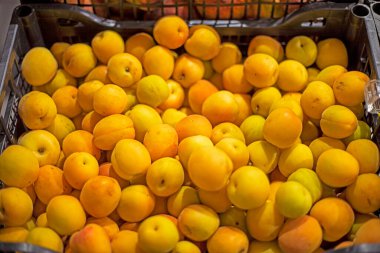ripe varietal apricots in a container in a supermarket by weight