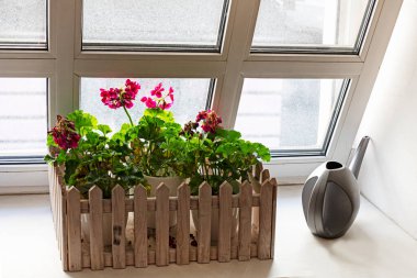 Açık pencerenin yanındaki pencere pervazında çiçek açan kırmızı sardunya