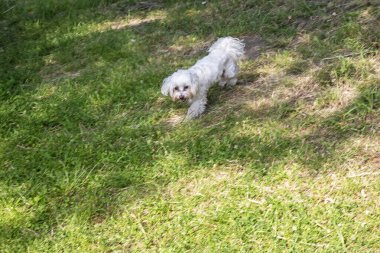Parkta tasmasız dolaşan sevimli beyaz maltipoo köpeği. evcil
