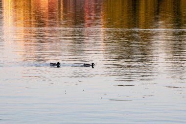 Şehirde gün batımında yüzen ördekler. Kuş koruması
