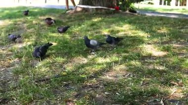 Erkek güvercinler toprak için savaşıyor ve parktaki bir güvercin sürü halinde.