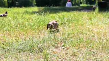 Vahşi ördekler parktaki çimlerde insanlarla otlar. Çevre koruma ve vahşi hayvanlar