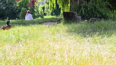 Vahşi erkek ördekler parktaki çimlerde insanlarla otlar. Çevre koruma ve vahşi hayvanlar.