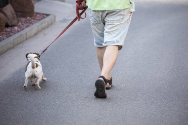 Evcil bir köpekle yürüyen, tasmalı Jack Russell Terrier. Güvenlik önlemi ve kuralları
