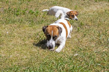 Jack Russell Terrier cinsinin köpekleri eğitimden sonra güneşte dinleniyorlar.