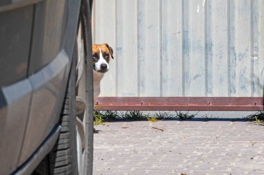 Jack Russell Terrier, avluyu koruyan arabanın yanında duruyor.