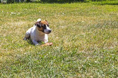 Jack Russell Terrier 'lar kuru çimlerde frixie ile oynuyorlar. Köpek eğitimi
