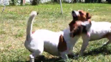 Sevimli hayvanlar Jack Russell Terrier dışarıda frizbi oynuyor..