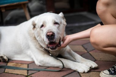 Güzel beyaz alabai ellerinle kürkünü okşuyor.