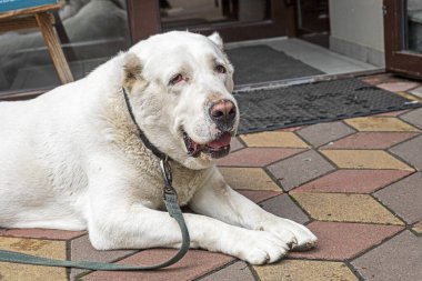 Şirin beyaz alabai köpeği sahibini tasmalı bir yürüyüş için bekliyor.
