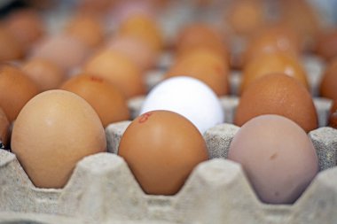 Kahverengi tavuk yumurtaları ve ortasında beyaz bir yumurta karton bir kabın içinde. Özgünlük, konsept. Ekonomik kriz